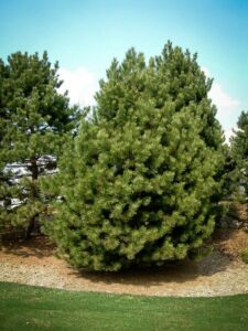 Сосна Чёрная (Pinus Nigra) купить по цене от 270.00р. в интернет-магазине «Посадика» с доставкой почтой в в Пионерскийе и по всей России – [изображение №1].