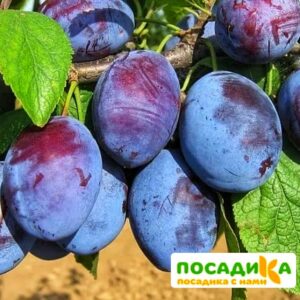 Слива Чачакская ранняя купить по цене от 229.00р. в интернет-магазине «Посадика» с доставкой почтой в в Пионерскийе и по всей России – [изображение №1].