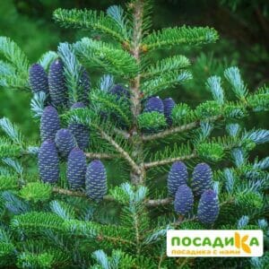 Пихта корейская (Abies koreana) купить по цене от 450.00р. в интернет-магазине «Посадика» с доставкой почтой в в Пионерскийе и по всей России – [изображение №1].