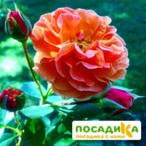 Роза Арабия купить по цене от 350.00р. в интернет-магазине «Посадика» с доставкой почтой в в Пионерскийе и по всей России – [изображение №1].