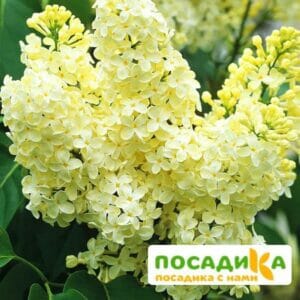 Сирень Примроуз (Primrose) купить по цене от 529.00р. в интернет-магазине «Посадика» с доставкой почтой в в Пионерскийе и по всей России – [изображение №1].