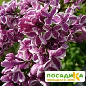 Сирень Сенсация купить по цене от 529.00р. в интернет-магазине «Посадика» с доставкой почтой в в Пионерскийе и по всей России – [изображение №1].