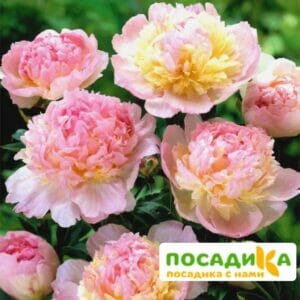 Пион Распберри Сандей (Paeonia Raspberry Sundae) купить по цене от 959р. в интернет-магазине «Посадика» с доставкой почтой в в Пионерскийе и по всей России – [изображение №1].