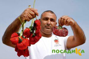 Клубника Гигант Джорнея купить по цене от 266р. в интернет-магазине «Посадика» с доставкой почтой в в Пионерскийе и по всей России – [изображение №1].