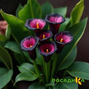 Калла Аура Лейс купить по цене от 400р. в интернет-магазине «Посадика» с доставкой почтой в в Пионерскийе и по всей России – [изображение №1].