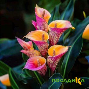 Калла Оникс купить по цене от 450р. в интернет-магазине «Посадика» с доставкой почтой в в Пионерскийе и по всей России – [изображение №1].
