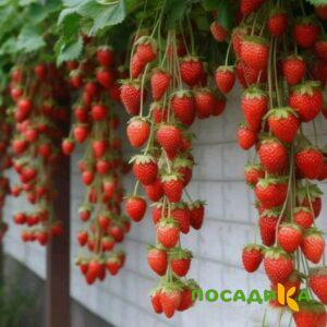 Клубника вьющаяся Комплимент купить по цене от 470р. в интернет-магазине «Посадика» с доставкой почтой в в Пионерскийе и по всей России – [изображение №1].