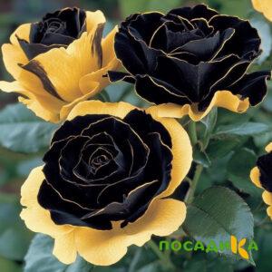 Роза Ханни Сикл купить по цене от 700р. в интернет-магазине «Посадика» с доставкой почтой в в Пионерскийе и по всей России – [изображение №1].