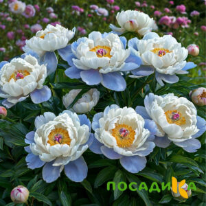 Пион акварельный Этюд купить по цене от 806р. в интернет-магазине «Посадика» с доставкой почтой в в Пионерскийе и по всей России – [изображение №1].