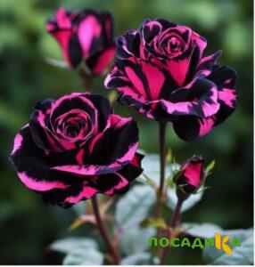 Роза Багровый Шепот купить по цене от 366р. в интернет-магазине «Посадика» с доставкой почтой в в Пионерскийе и по всей России – [изображение №1].