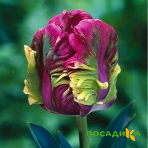 Тюльпан Экзотик Хэвен купить по цене от 186р. в интернет-магазине «Посадика» с доставкой почтой в в Пионерскийе и по всей России – [изображение №1].
